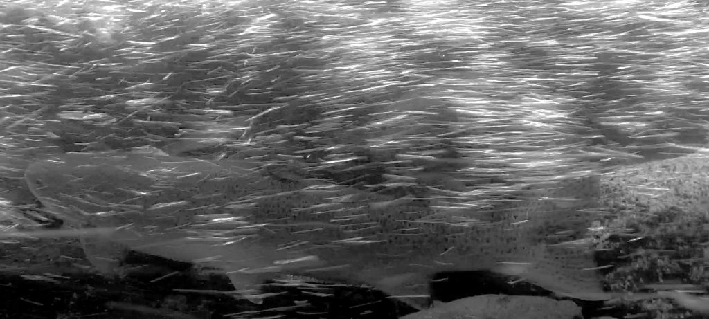 Tolt River Steelhead swimming